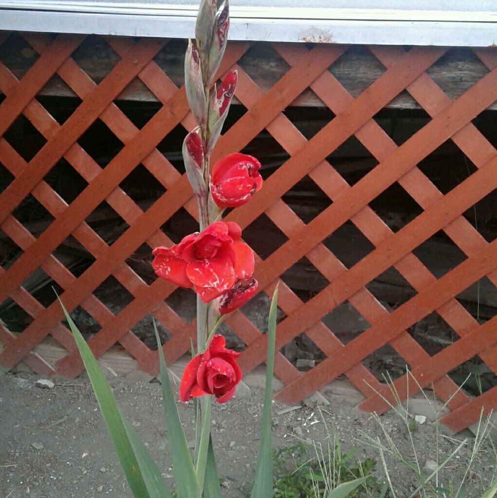 Meet your Posher, Devin